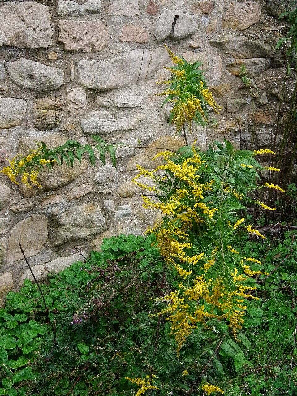 Solidago canadensis (Canada goldenrod)