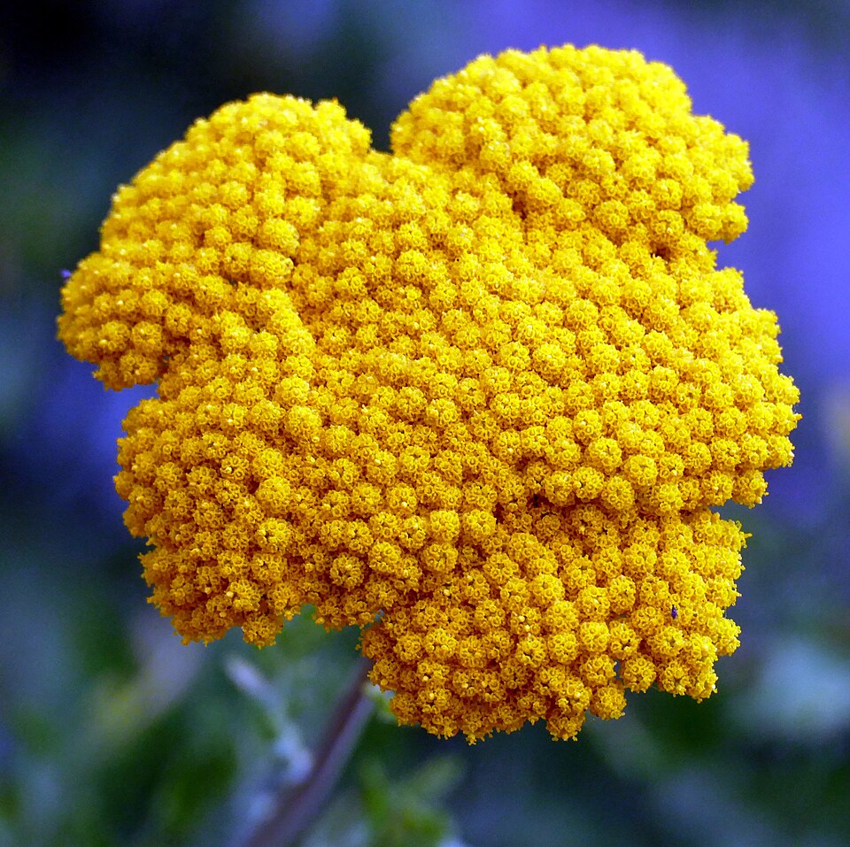 Tanacetum (tansies) (alternate view 6)