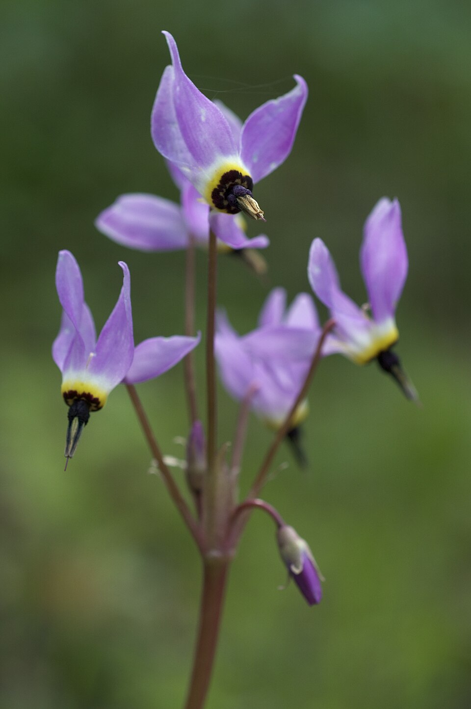 Primula hendersonii (Henderson's shooting star) (alternate view 5)