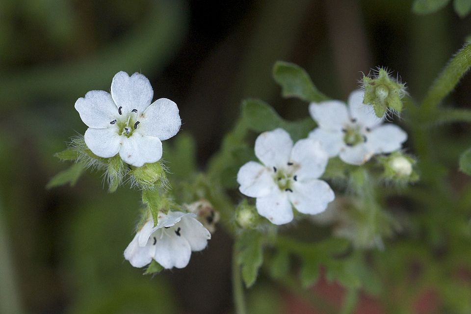 Nemophila heterophylla (White nemophila) (alternate view 7)
