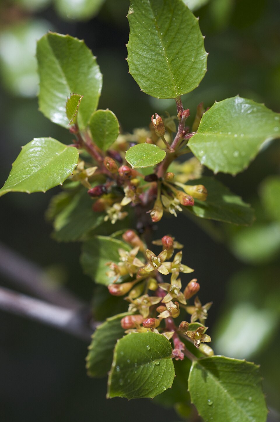 Rhamnus ilicifolia (hollyleaf redberry) (alternate view 8)