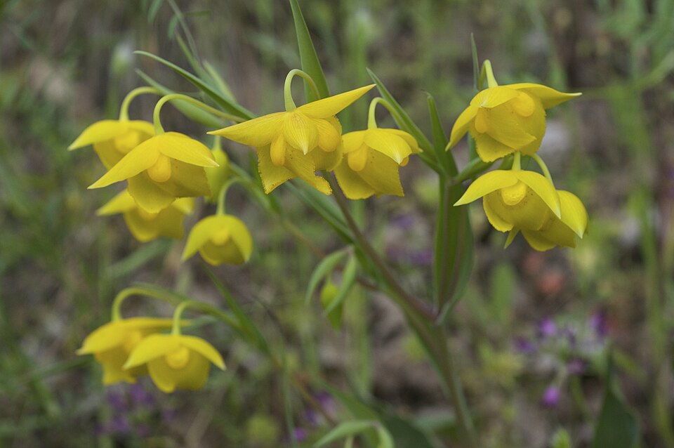 Calochortus amabilis (Diogenes' lantern) (alternate view 7)