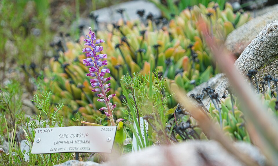 Lachenalia (Cape Cowslips)