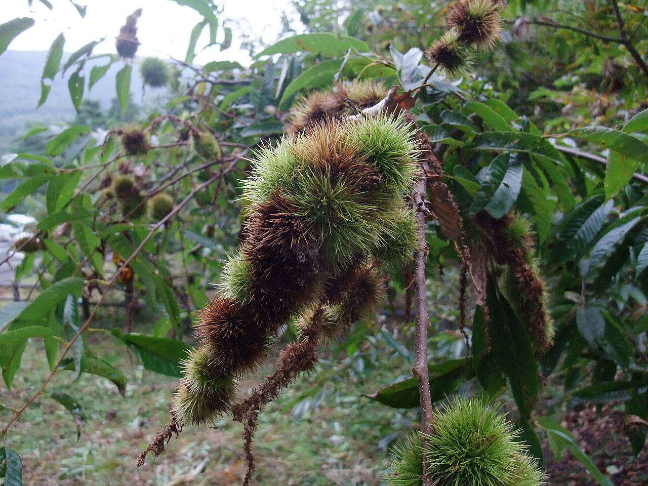 Castanea crenata, Japanese chestnut — spreading deciduous (Fagaceae) (image 8 of 10)