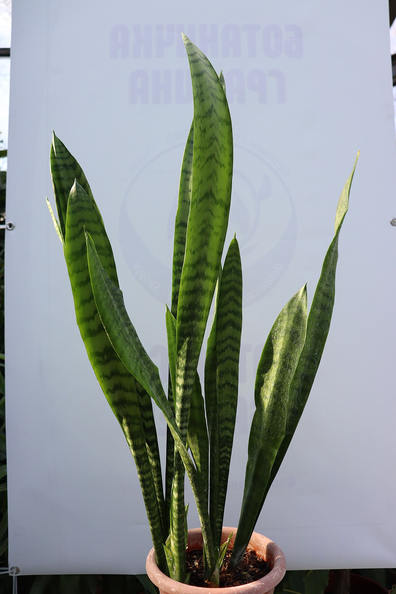 Dracaena trifasciata, Snake plant — clumping evergreen (Asparagaceae) (image 8 of 8)