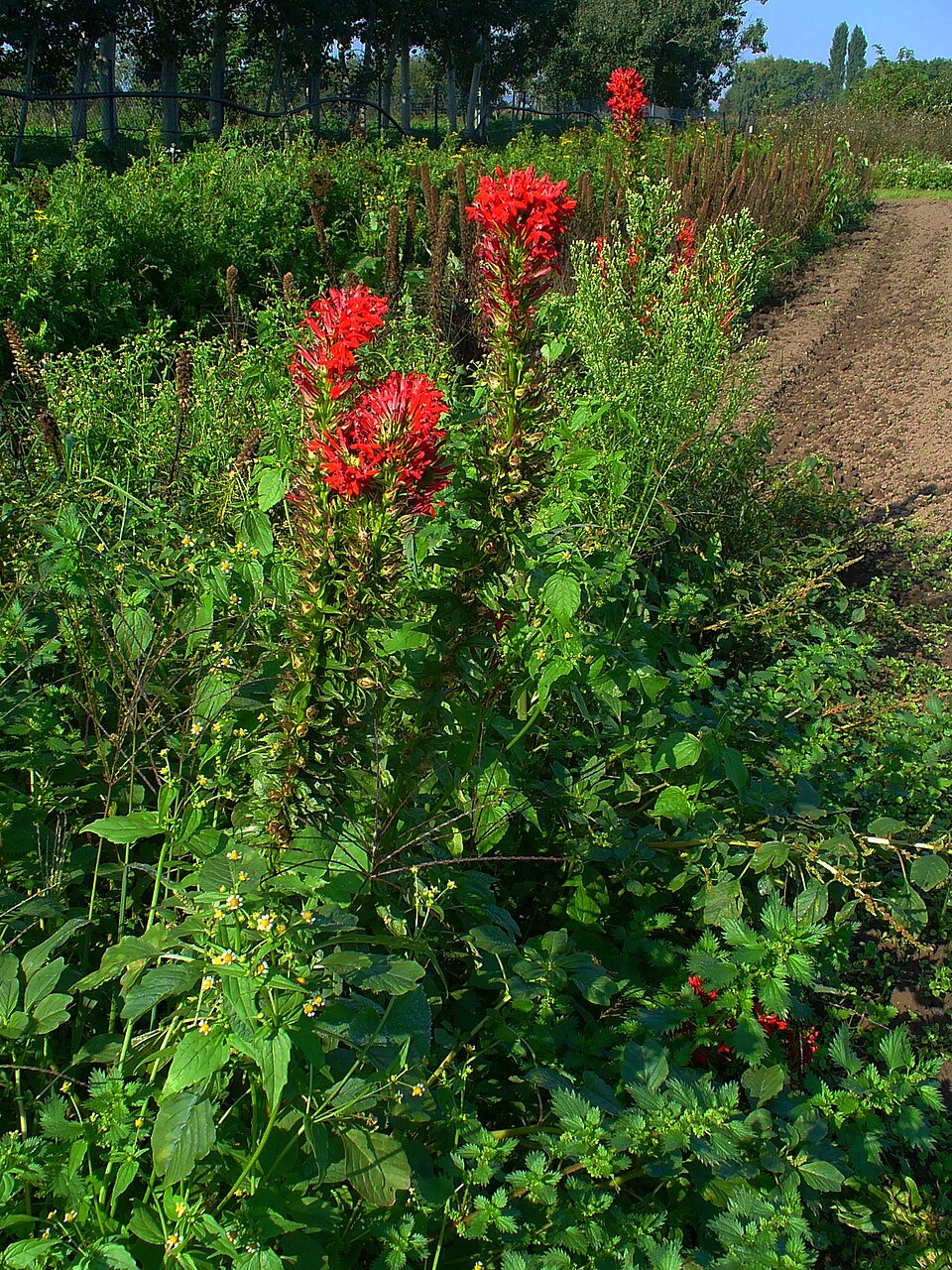 Lobelia cardinalis (cardinal flower) (alternate view 10)