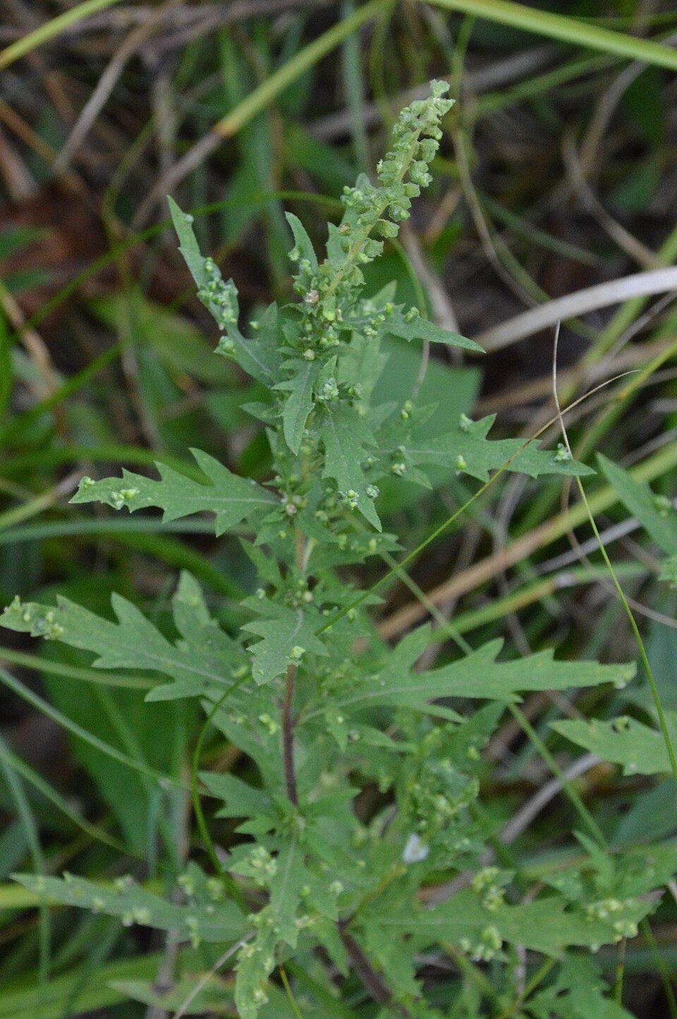 Ambrosia (Ragweeds) (alternate view 2)