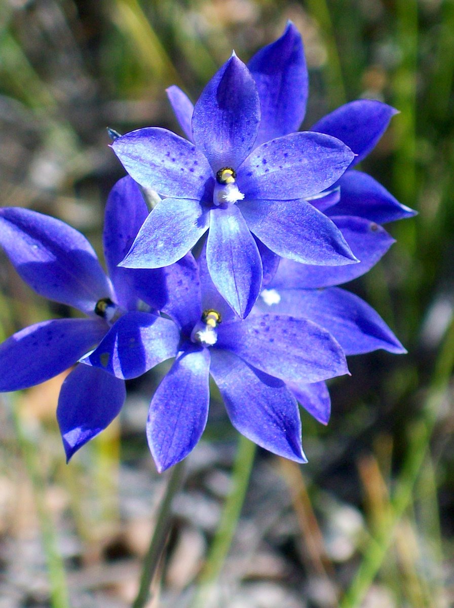 Thelymitra ixioides (spotted sun-orchid) (alternate view 2)