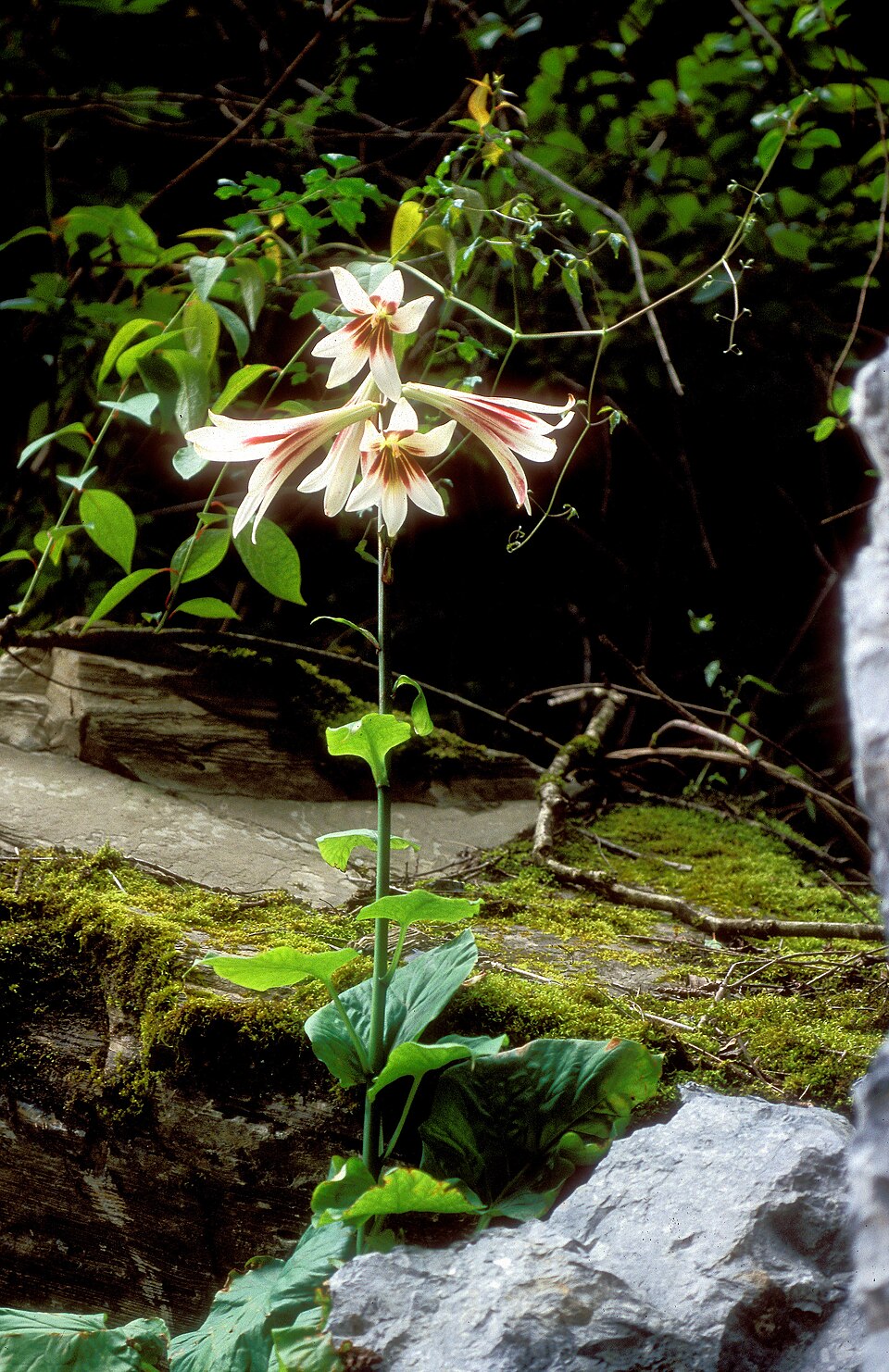 Cardiocrinum giganteum (giant Himalayan lily) (alternate view 6)