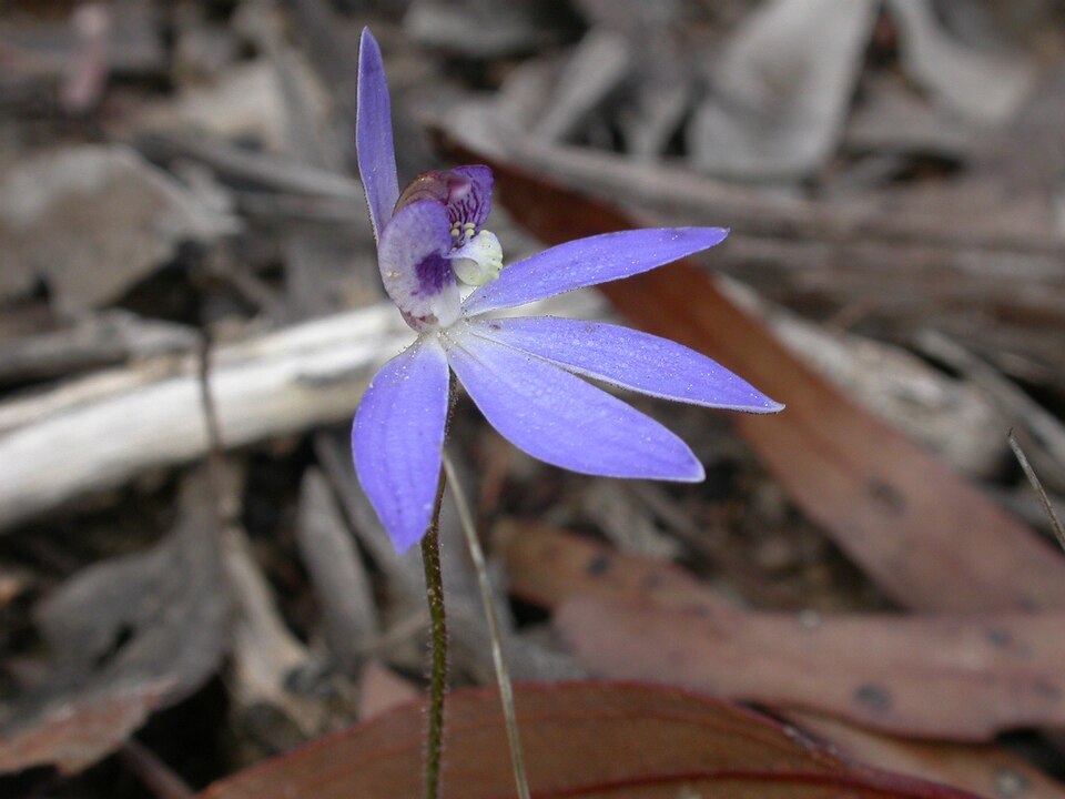 Caladenia fuscata (Dusky Fingers)
