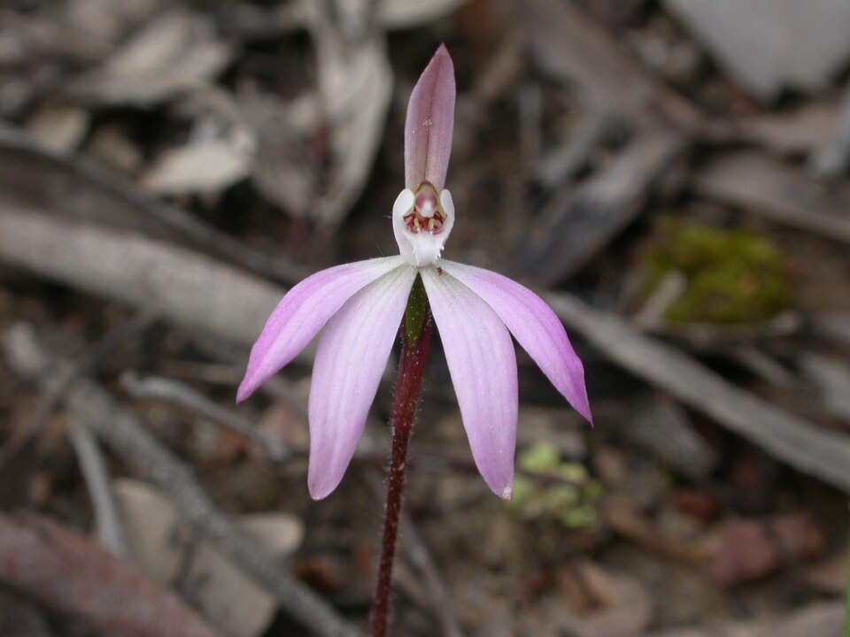 Caladenia fuscata (Dusky Fingers) (alternate view 3)