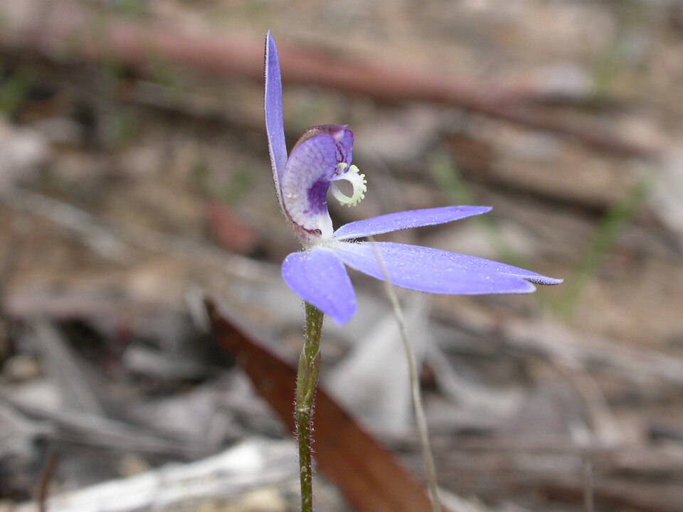 Caladenia fuscata (Dusky Fingers) (alternate view 6)