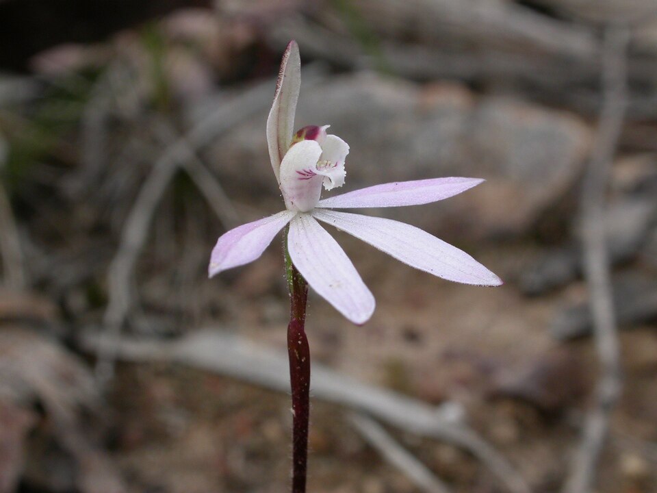 Caladenia fuscata (Dusky Fingers) (alternate view 8)
