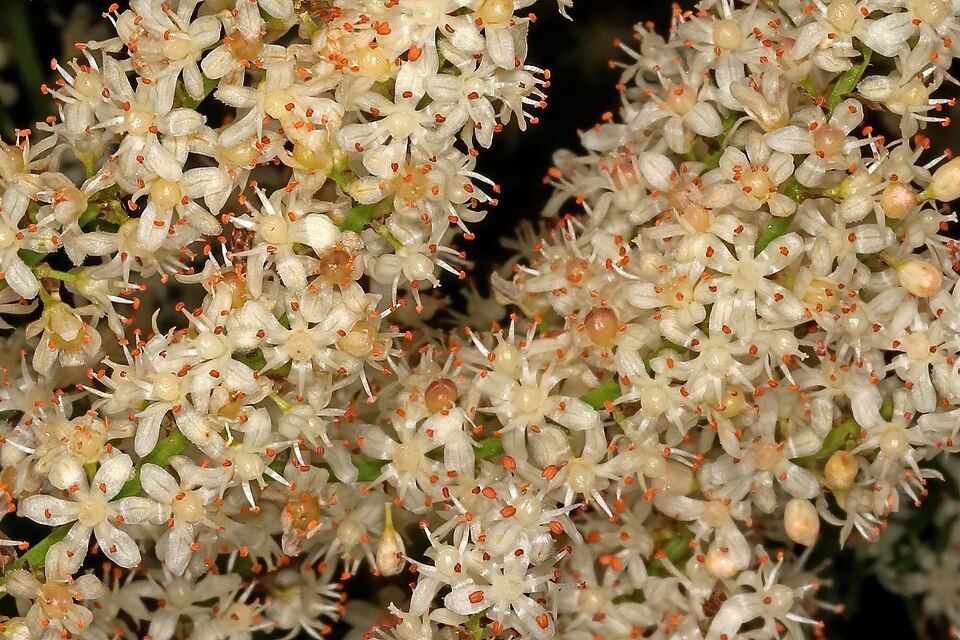 Asparagus aethiopicus (African Asparagus) (alternate view 6)