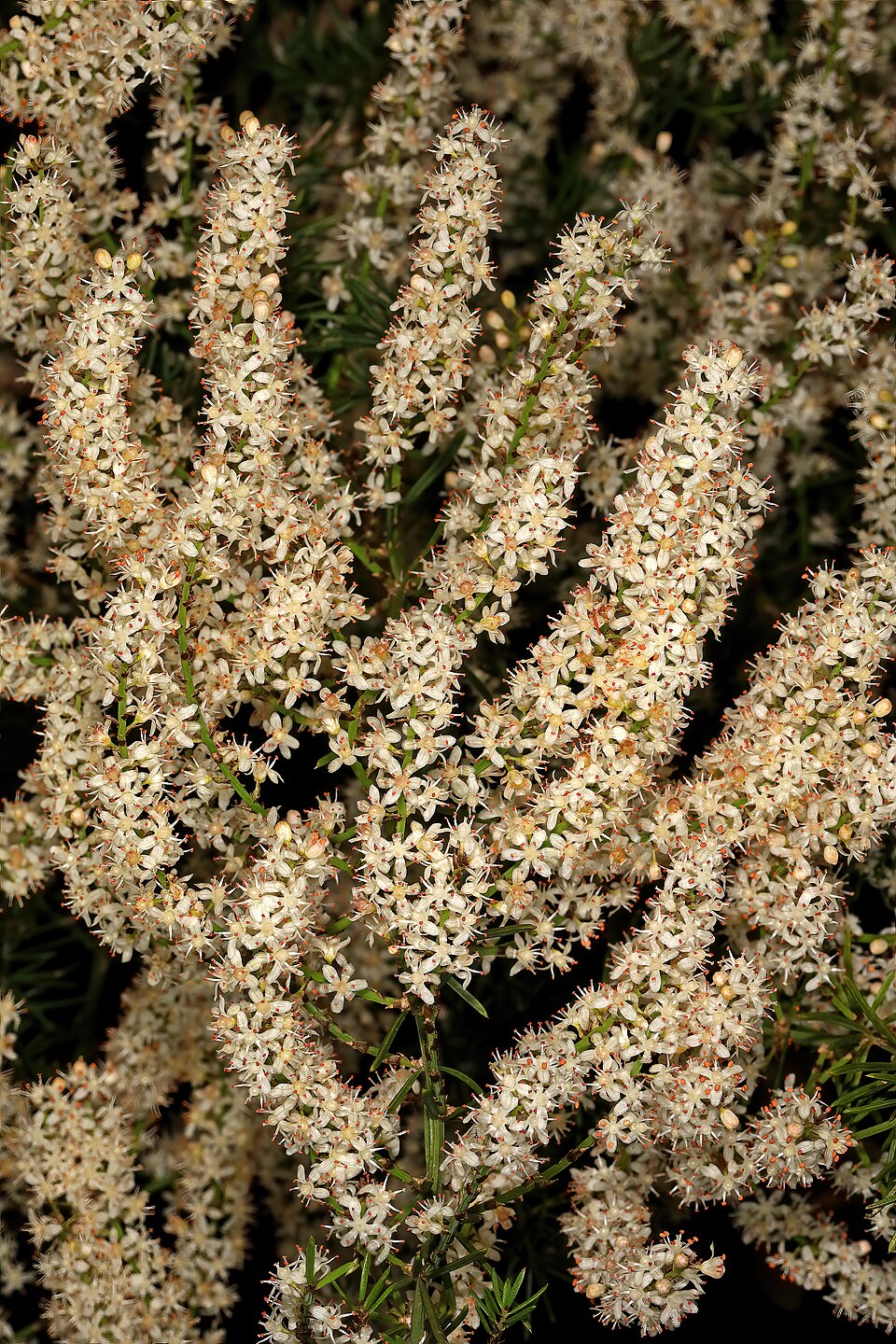 Asparagus aethiopicus (African Asparagus) (alternate view 7)