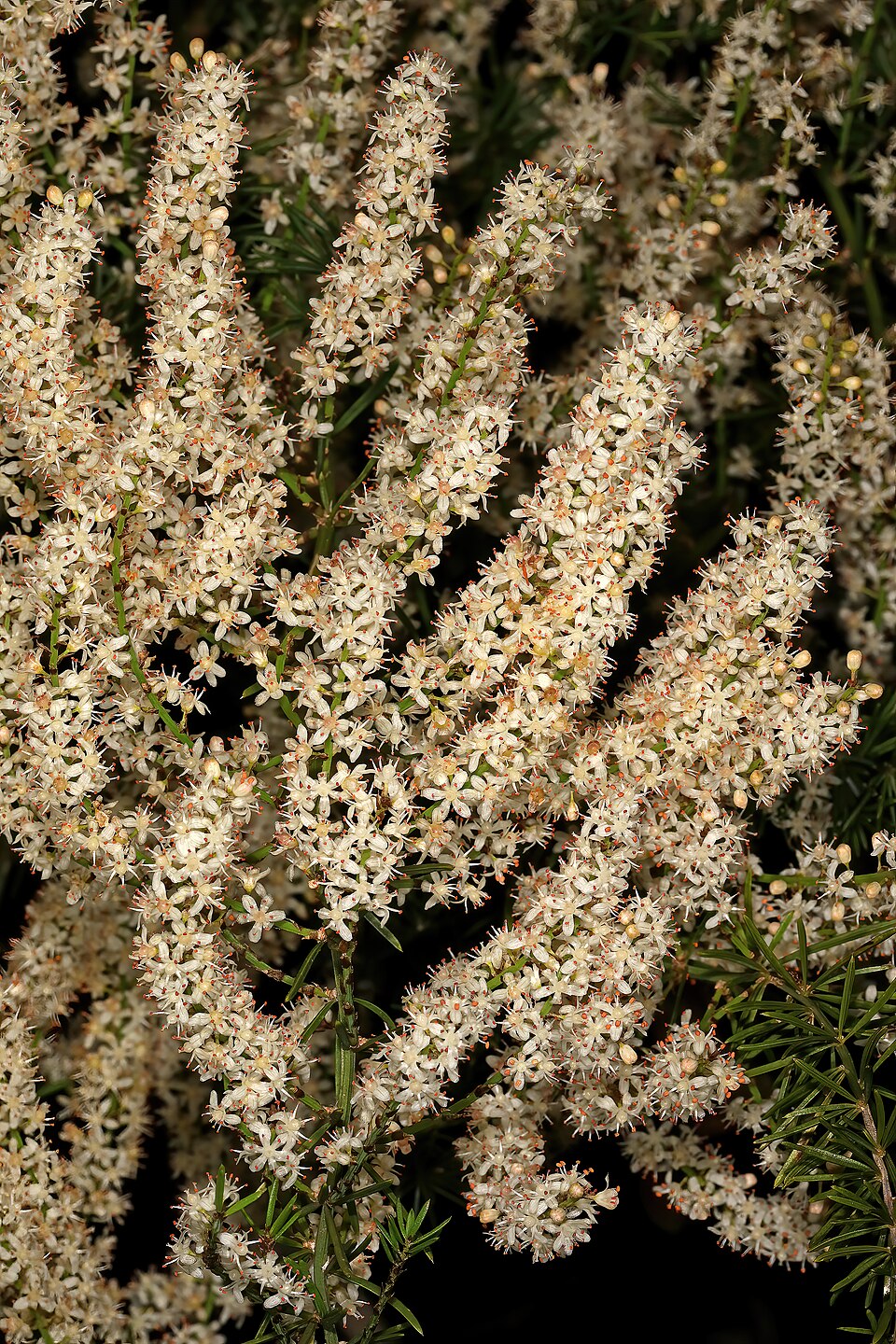 Asparagus aethiopicus (African Asparagus) (alternate view 8)