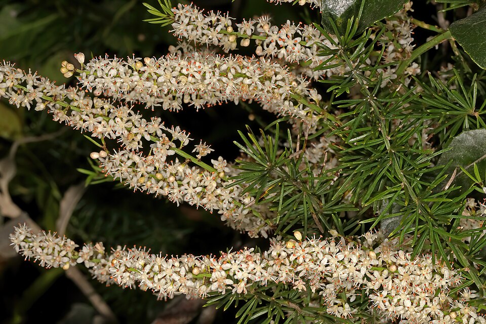 Asparagus aethiopicus (African Asparagus) (alternate view 9)
