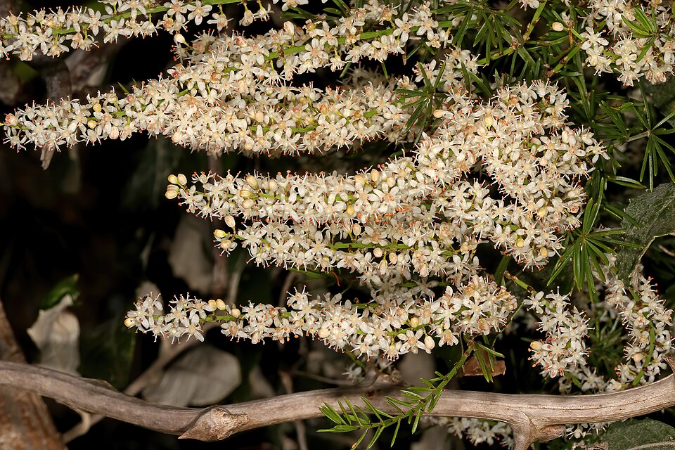 Asparagus aethiopicus (African Asparagus) (alternate view 10)