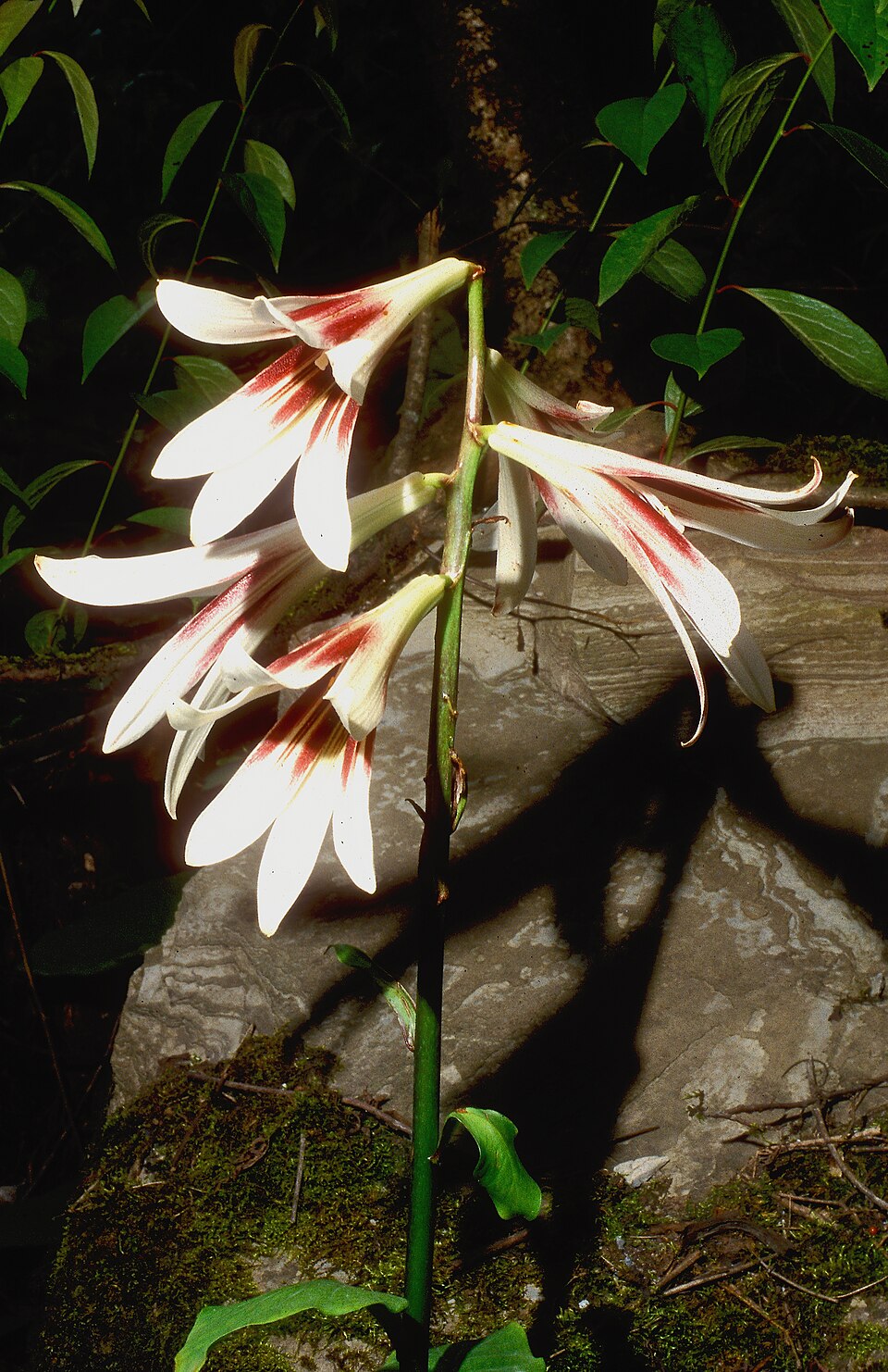 Cardiocrinum giganteum (giant Himalayan lily) (alternate view 7)