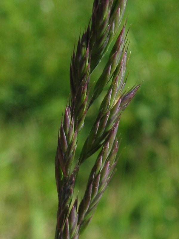 Festuca rubra (Red Fescue)