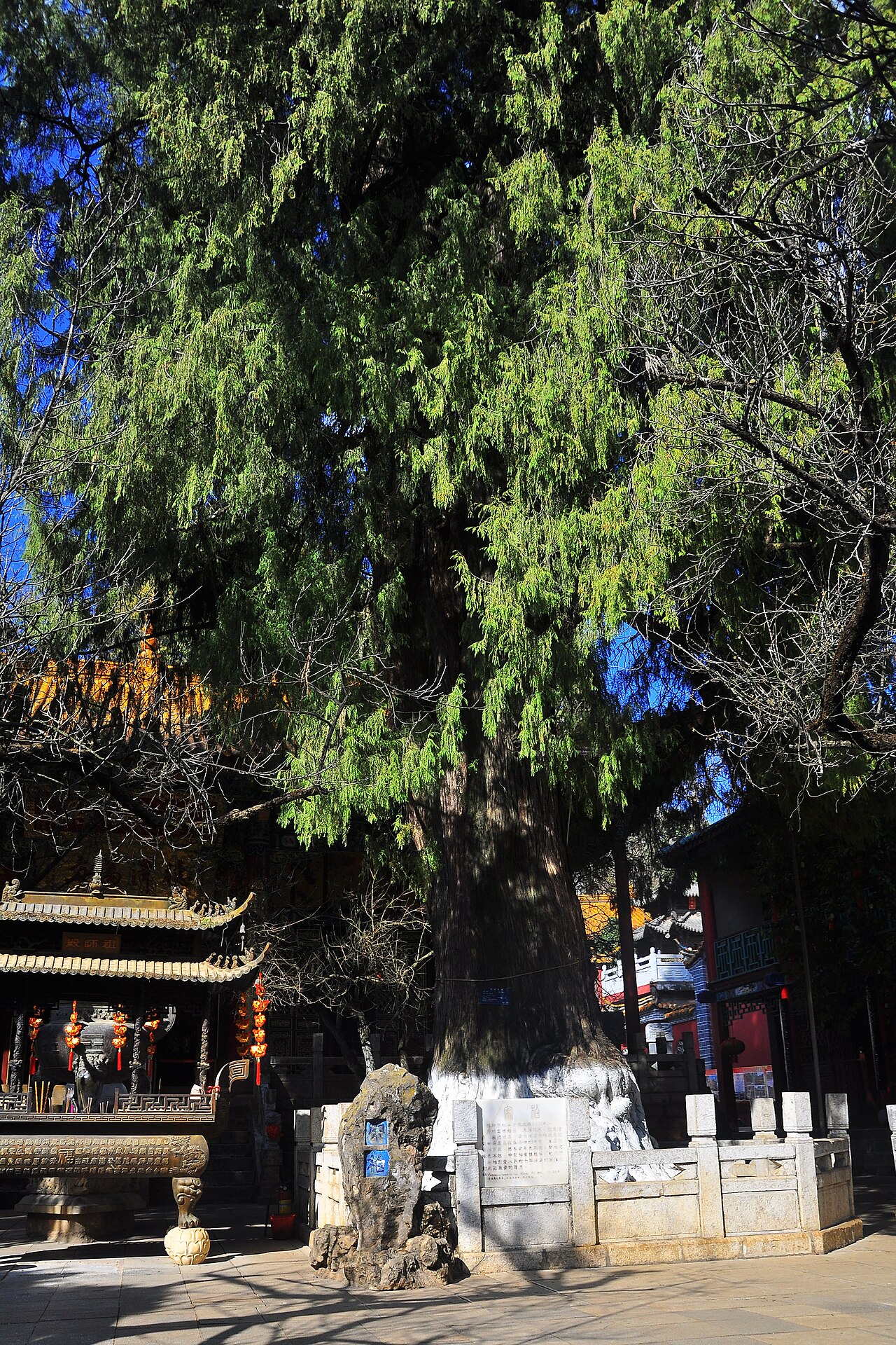 Cupressus funebris, Chinese weeping cypress — upright evergreen (Cupressaceae) (image 2 of 4)