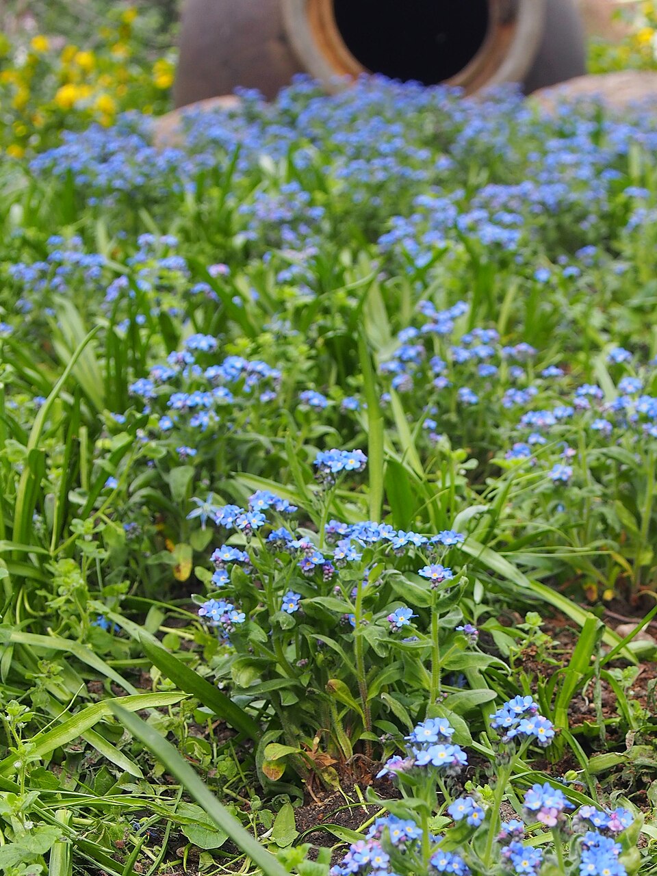 Myosotis sylvatica 'Bluesylva' (Bluesylva Forget-Me-Not) (alternate view 4)