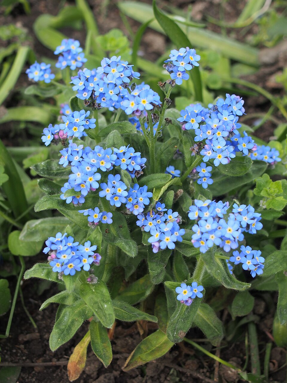 Myosotis sylvatica 'Bluesylva' (Bluesylva Forget-Me-Not) (alternate view 5)