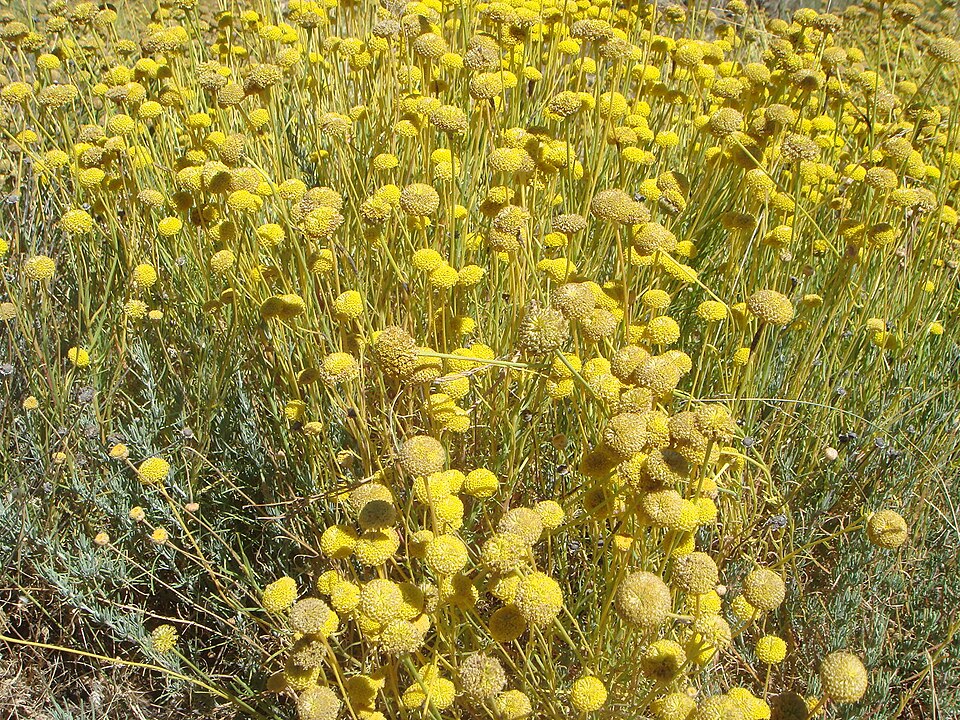 Santolina rosmarinifolia (Green Lavender Cotton) (alternate view 6)