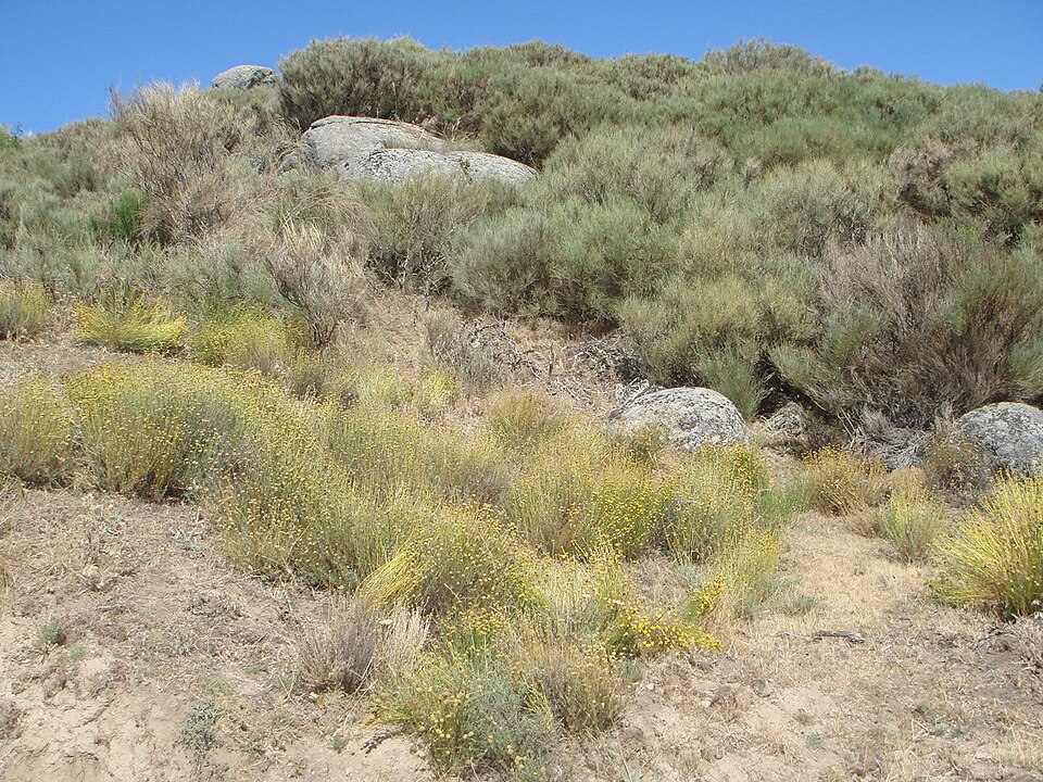 Santolina rosmarinifolia (Green Lavender Cotton) (alternate view 7)
