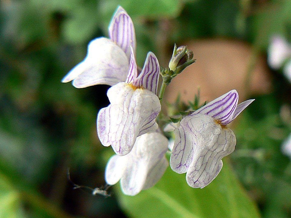Linaria repens (Pale Toadflax) (alternate view 6)