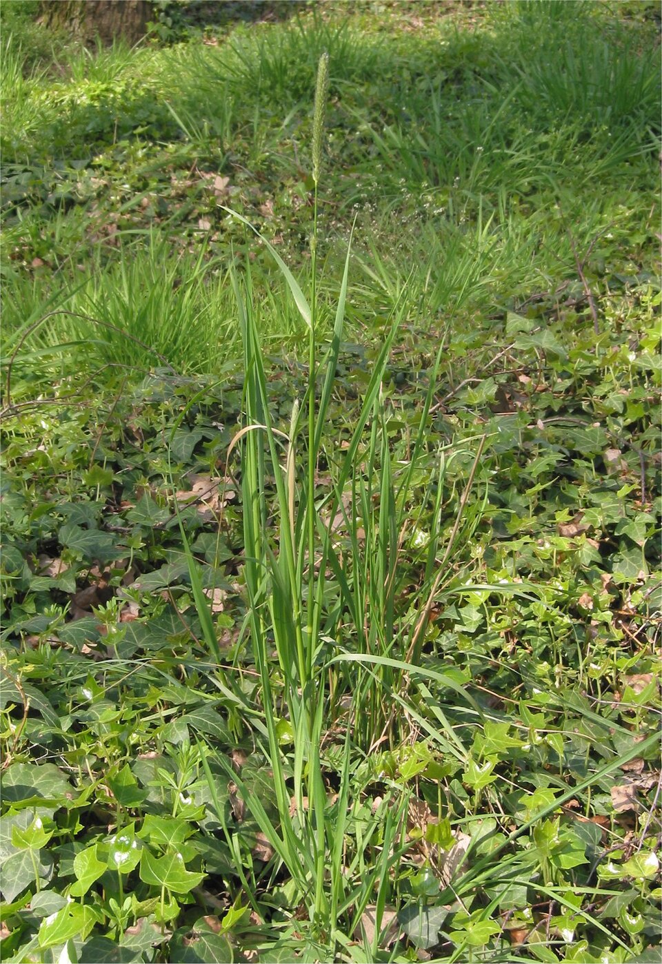 Alopecurus pratensis (Meadow Foxtail)