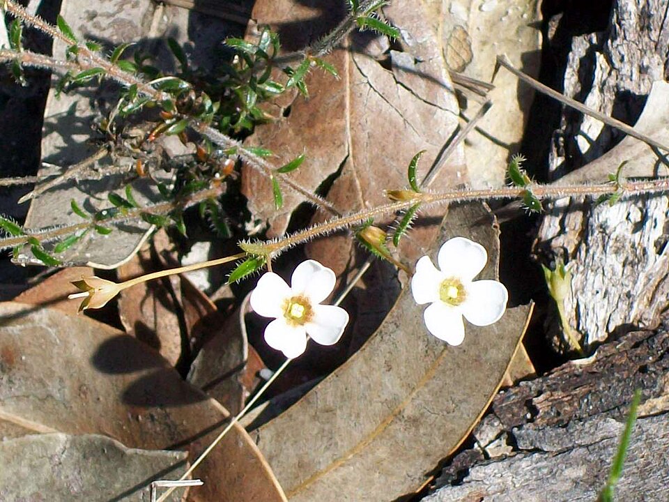 Mitrasacme polymorpha (Mitre Weed)