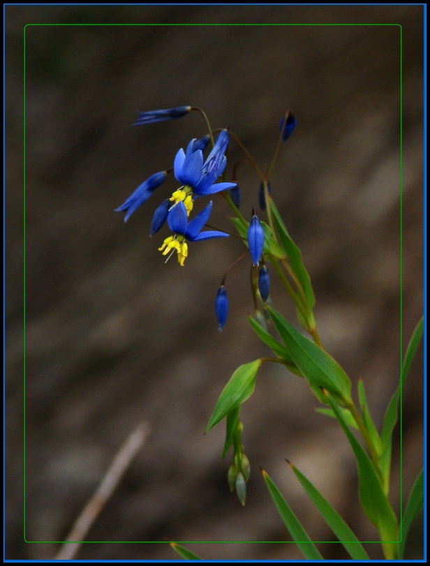 Stypandra glauca (nodding blue lily) (alternate view 7)
