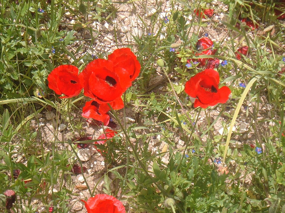 Papaver rhoeas (common poppy)