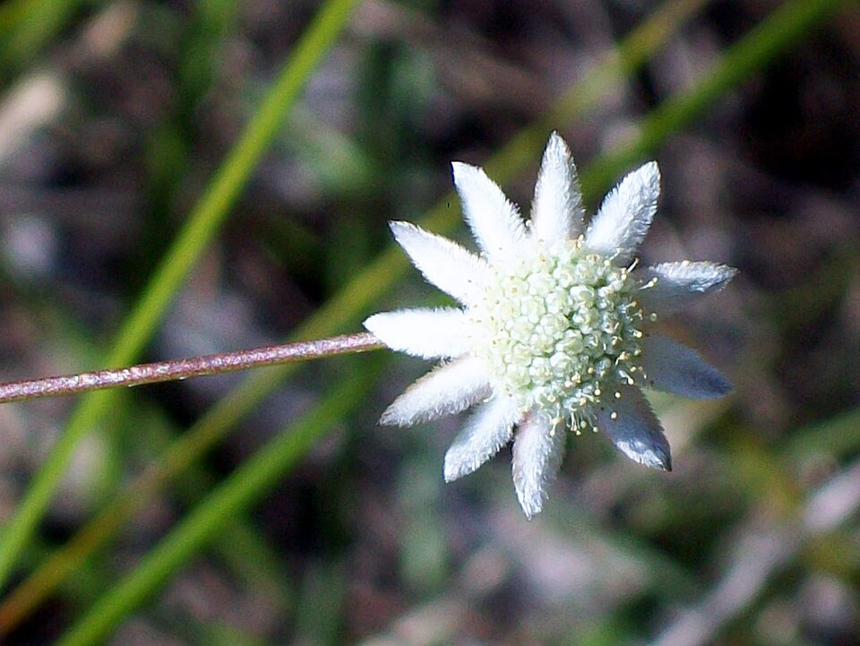 Actinotus minor (Lesser Flannel Flower) (alternate view 6)