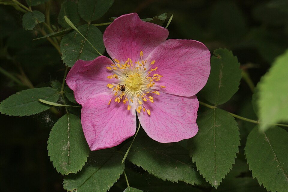 Rosa acicularis (Prickly Wild Rose) (alternate view 6)