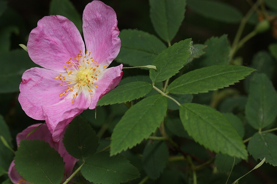 Rosa acicularis (Prickly Wild Rose) (alternate view 8)