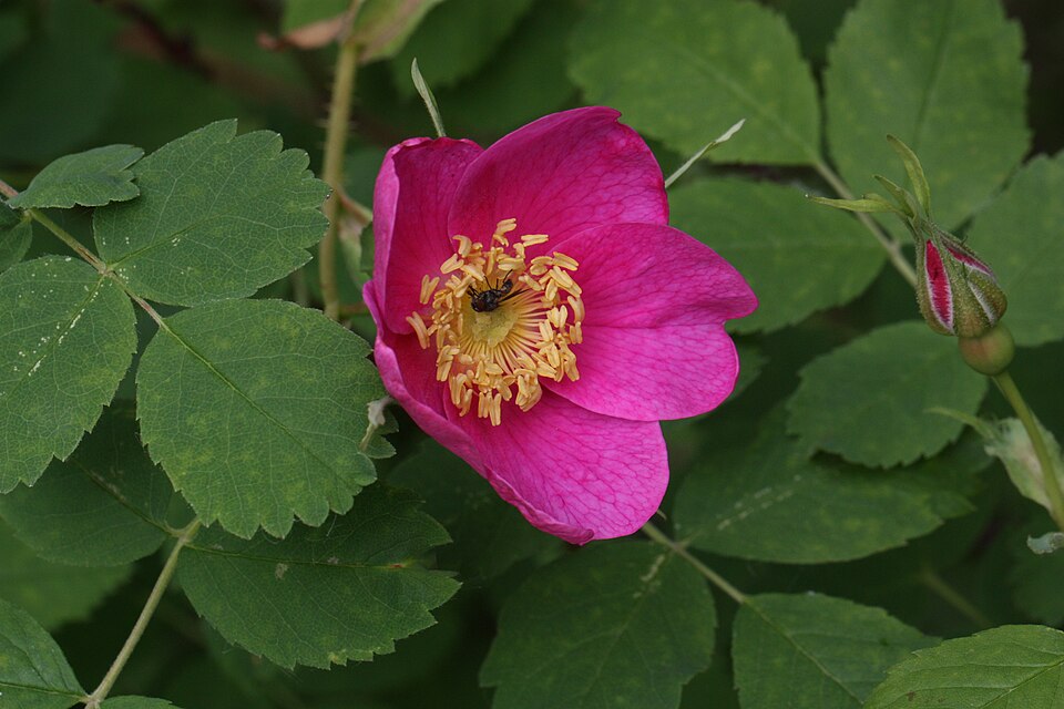 Rosa acicularis (Prickly Wild Rose) (alternate view 9)