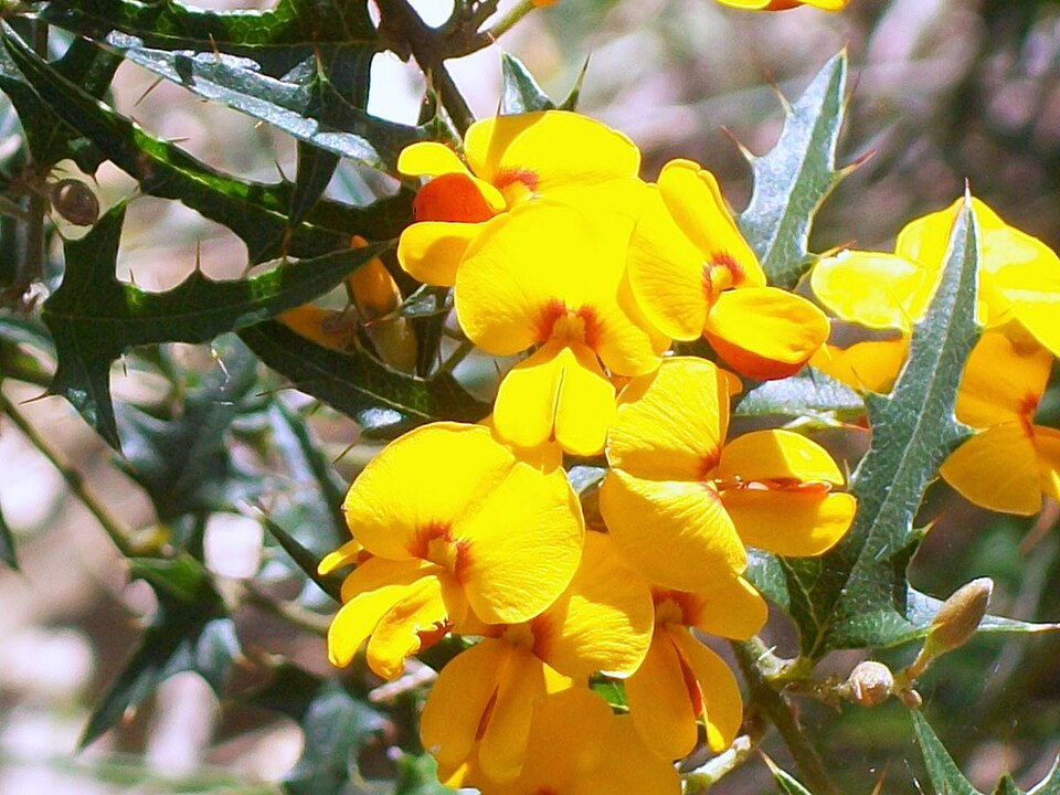 Podolobium ilicifolium (Prickly Shaggy Pea) (alternate view 6)