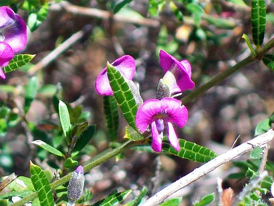 Mirbelia rubiifolia (Heathy Mirbelia) (alternate view 7)