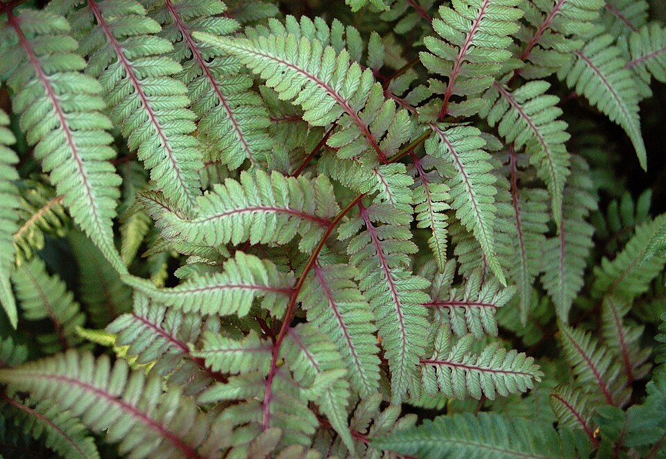 Athyrium niponicum 'Pictum' (Japanese Painted Fern)