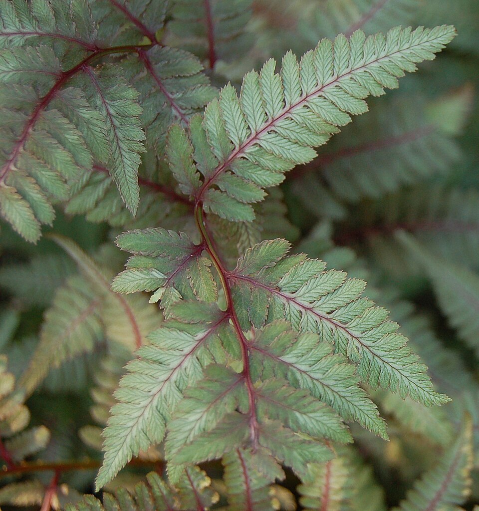 Athyrium niponicum 'Pictum' (Japanese Painted Fern) (alternate view 2)