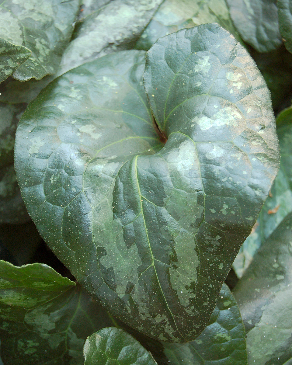 Asarum splendens (Chinese Wild Ginger) (alternate view 6)
