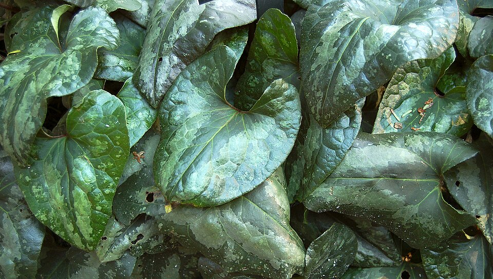 Asarum splendens (Chinese Wild Ginger) (alternate view 7)