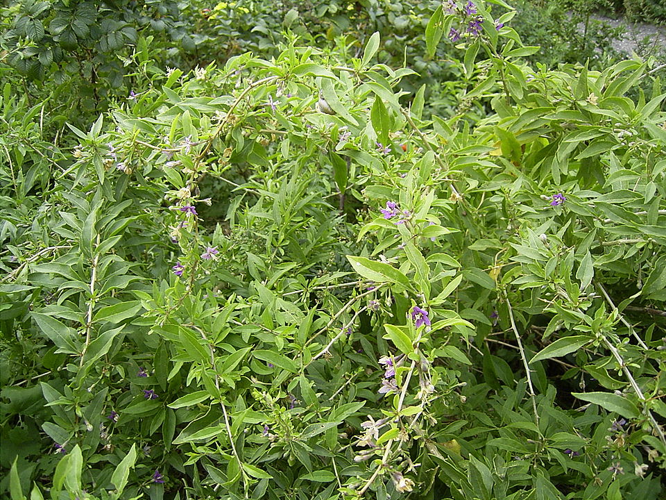 Lycium barbarum (Goji Berry) (alternate view 4)