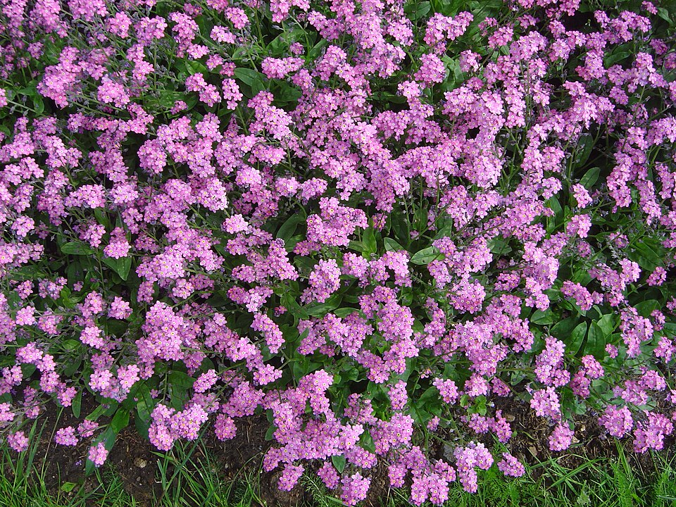 Myosotis sylvatica 'Rosylva' (Rosylva Forget-Me-Not)