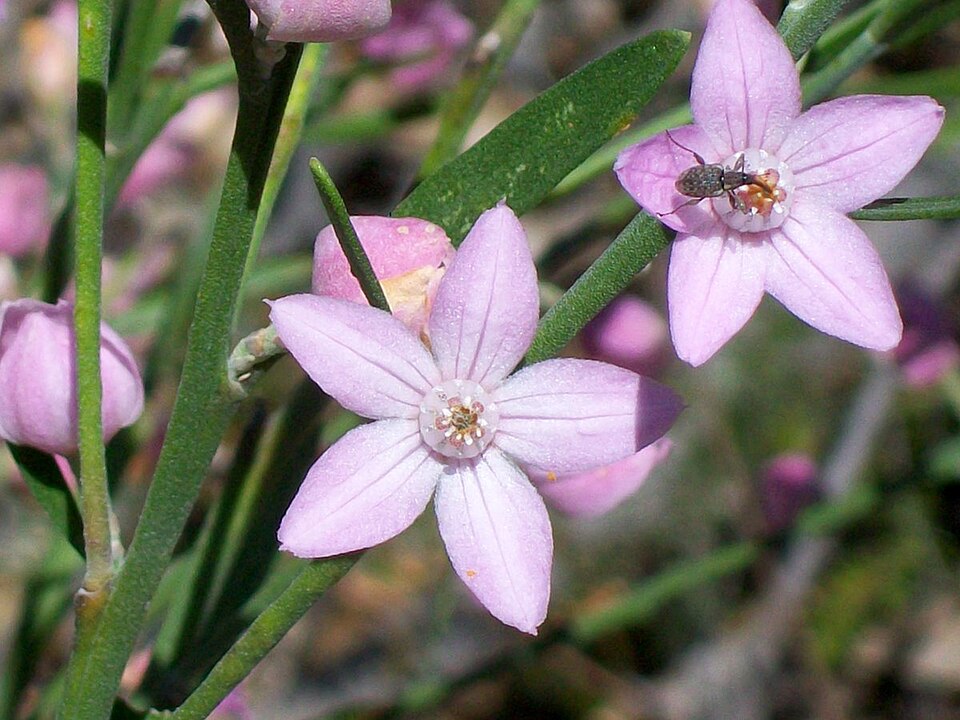 Eriostemon australasius (pink wax flower) (alternate view 7)
