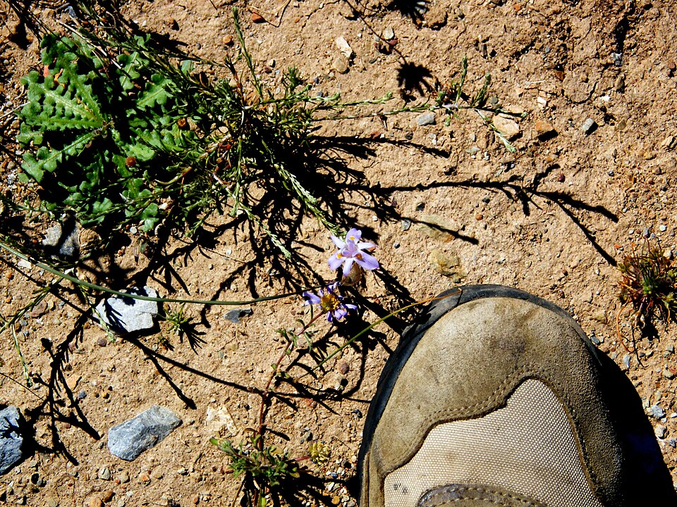 Moraea setifolia (Paper Glasstulp) (alternate view 6)