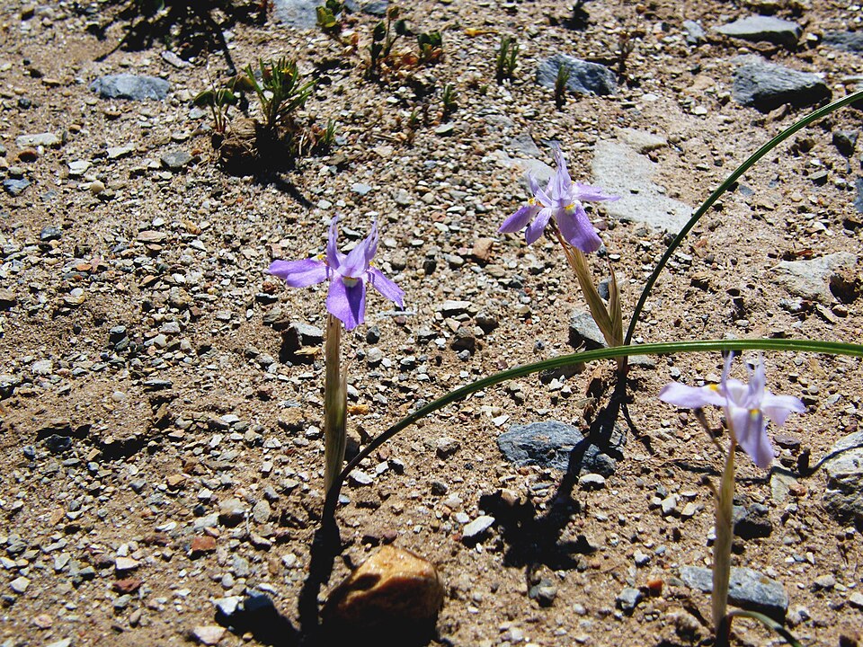 Moraea setifolia (Paper Glasstulp) (alternate view 7)