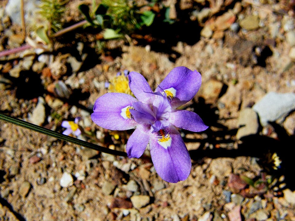 Moraea setifolia (Paper Glasstulp) (alternate view 8)